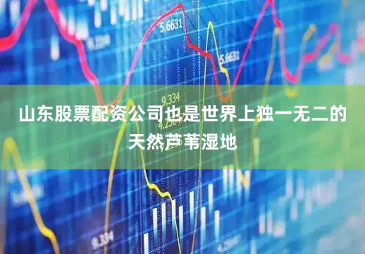 山东股票配资公司也是世界上独一无二的天然芦苇湿地